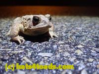 /home//u458753944/public_html/sourcegallery///////Roxborough Toad Detour/2022/2022-03-07/P3070846.JPG